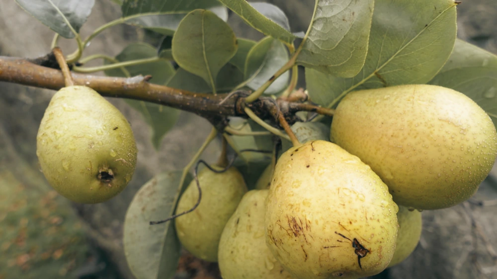 Exploring The Pear Varieties