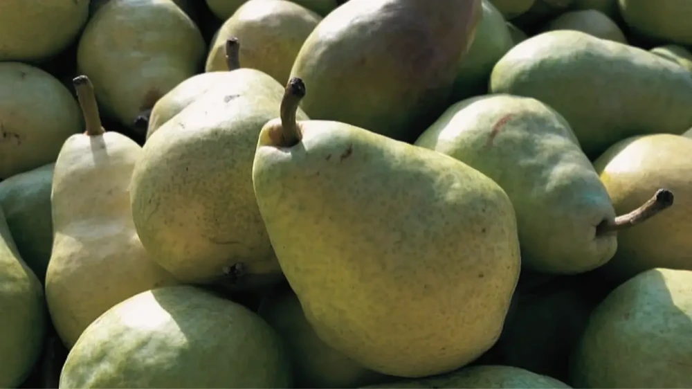 Exploring The Pear Varieties