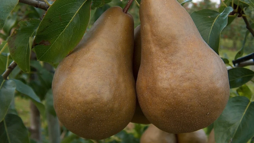 Exploring The Pear Varieties