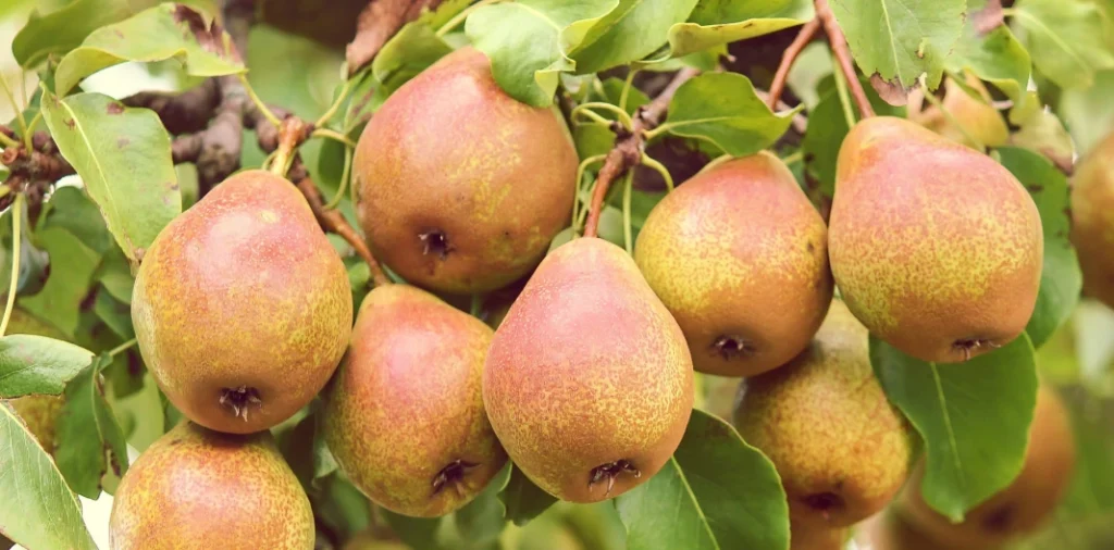 Exploring The Pear Varieties