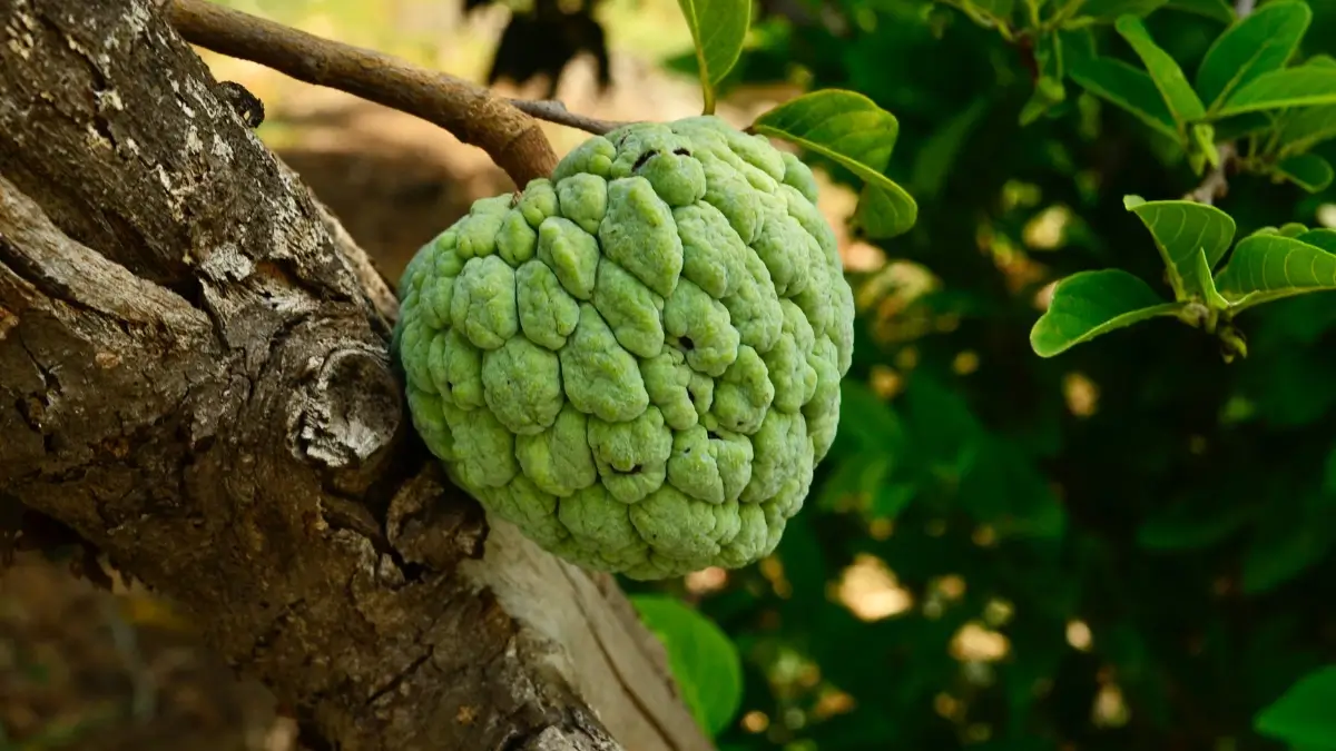 Custard Apple Health Benefits: A Nutrient-Rich Marvel for Your Well-being Journey