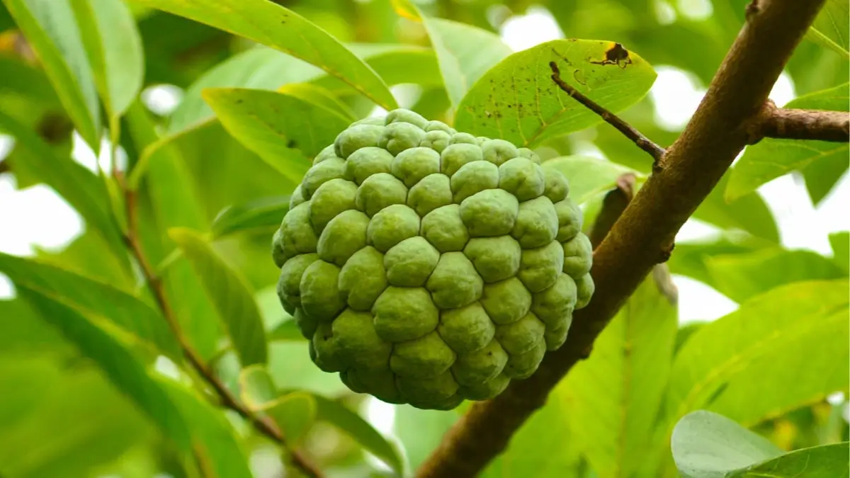 Custard Apple Health Benefits: A Nutrient-Rich Marvel for Your Well-being Journey 2024