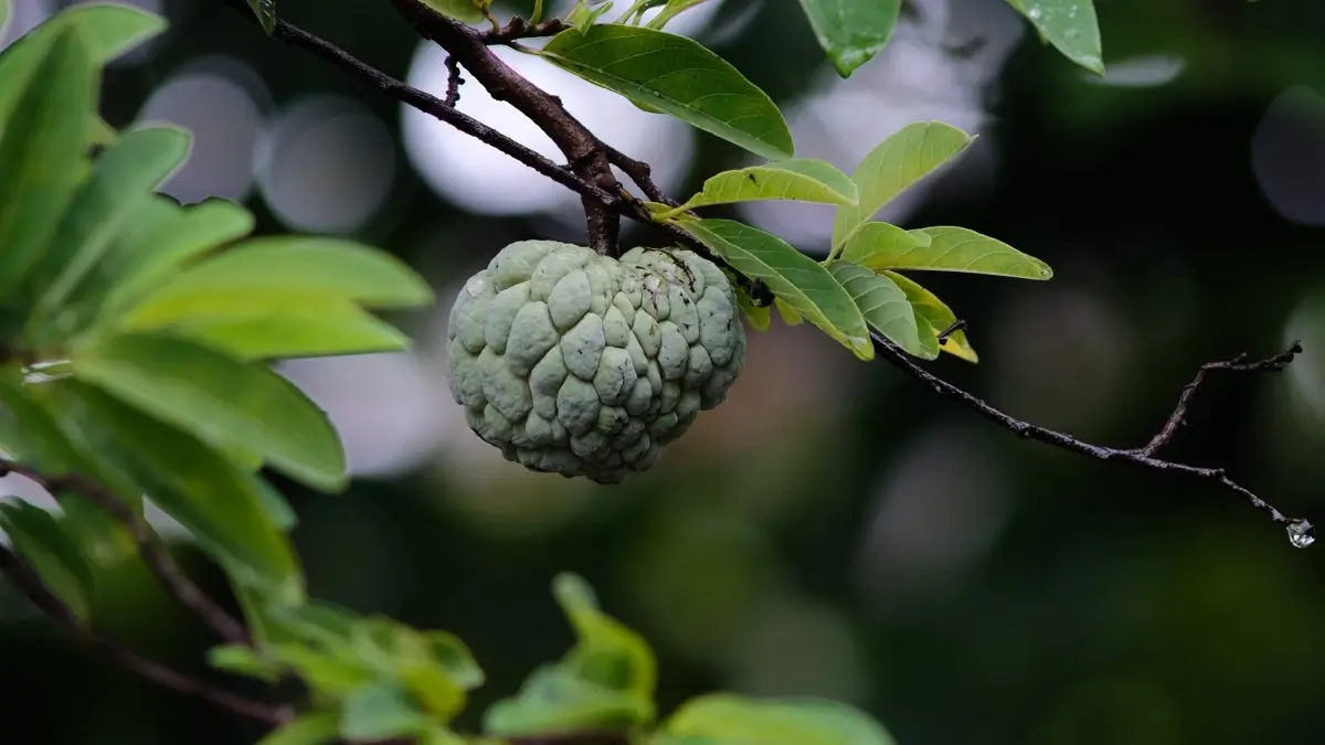 Custard Apple Health Benefits: A Nutrient-Rich Marvel for Your Well-being Journey 2-24