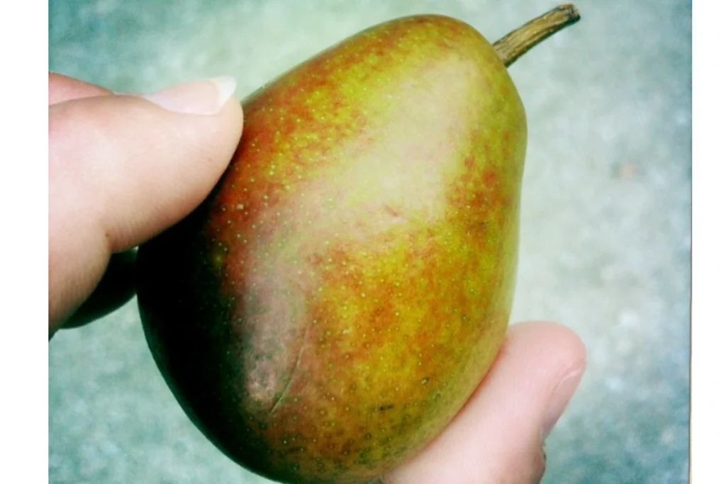 Exploring The Pear Varieties