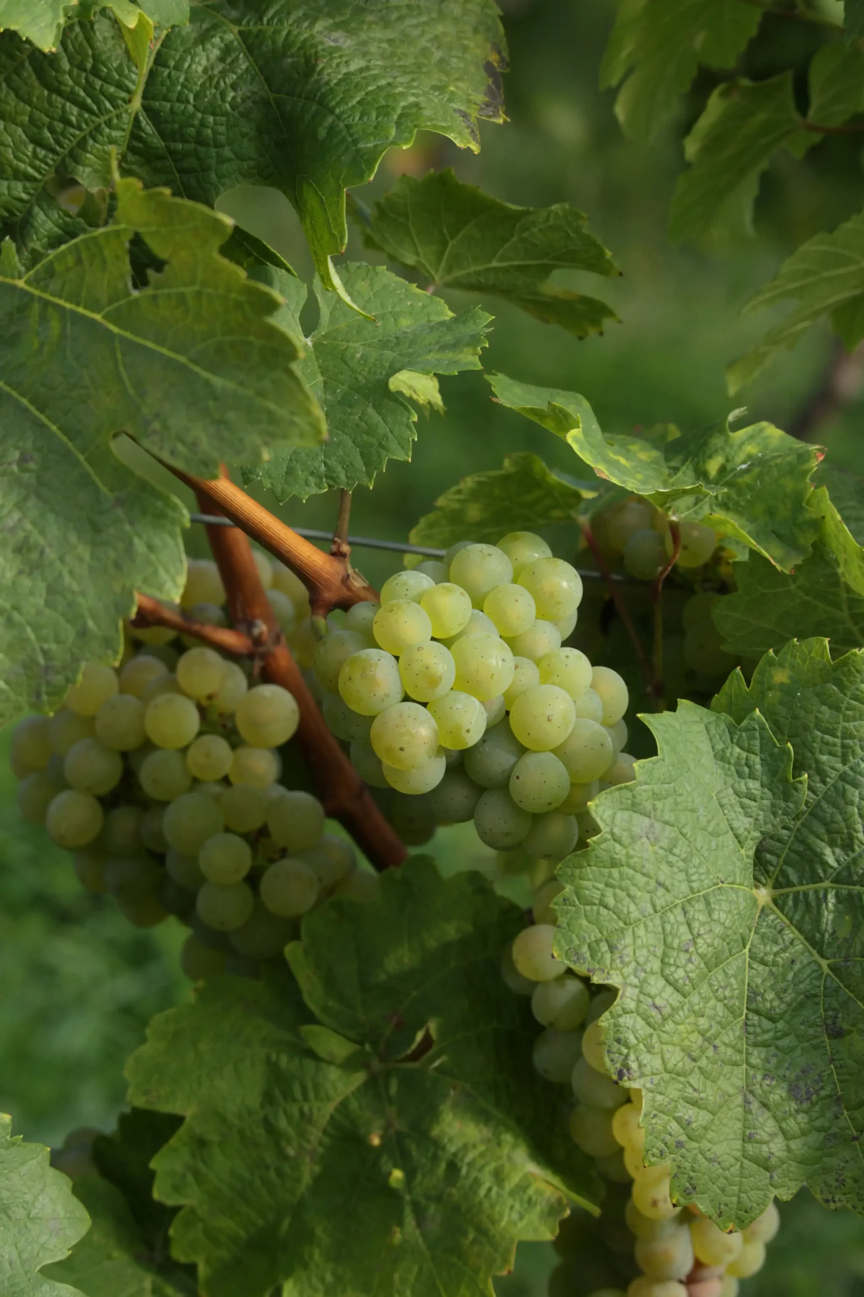 The Health Marvels of Grapes: Types, Growing Regions, and India’s Bounty