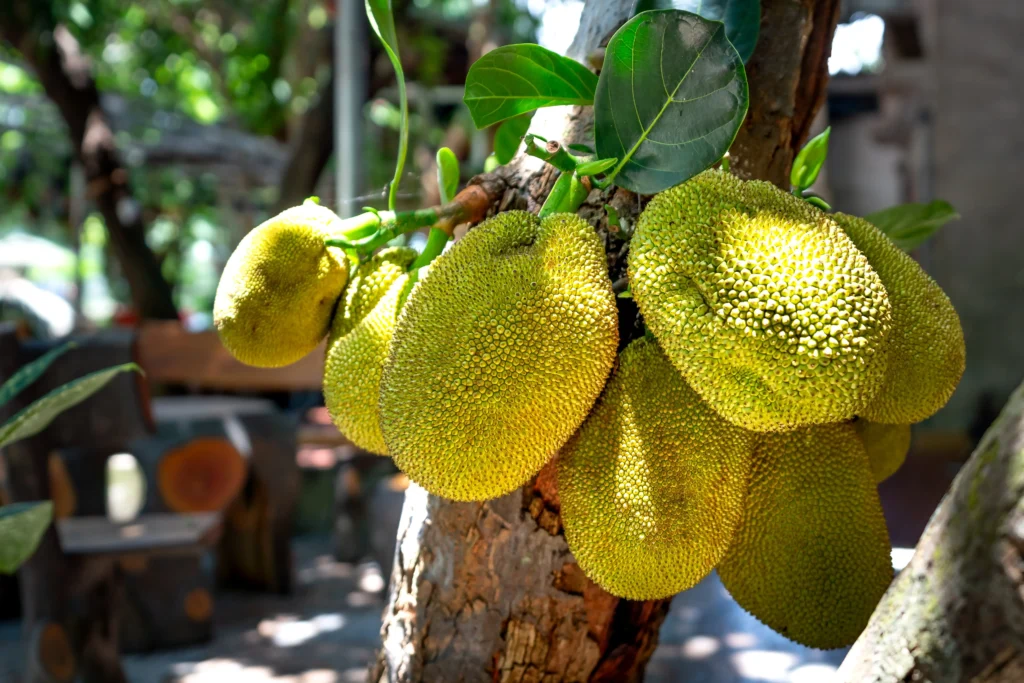 Jackfruit A Tropical Wonder , 7 Culinary Marvels, Nutritional Wonders with Vitamins, and Sustainable Delights Worldwide